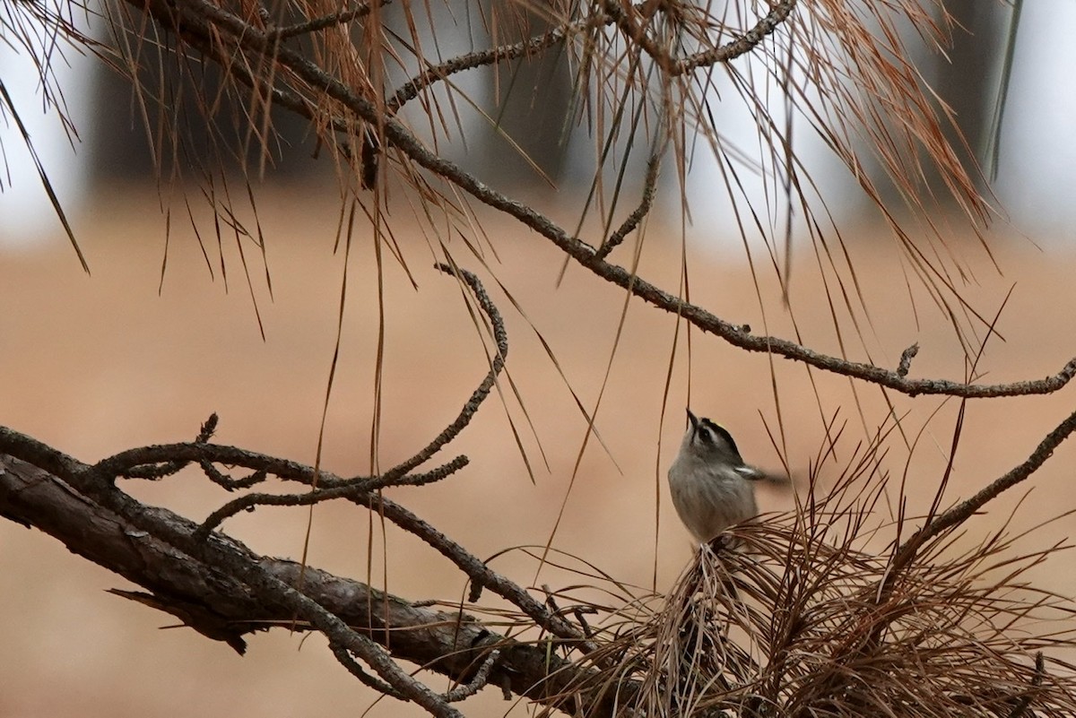 Golden-crowned Kinglet - ML394929871