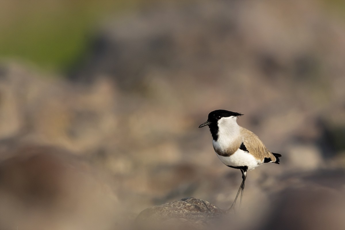 River Lapwing - ML394929881