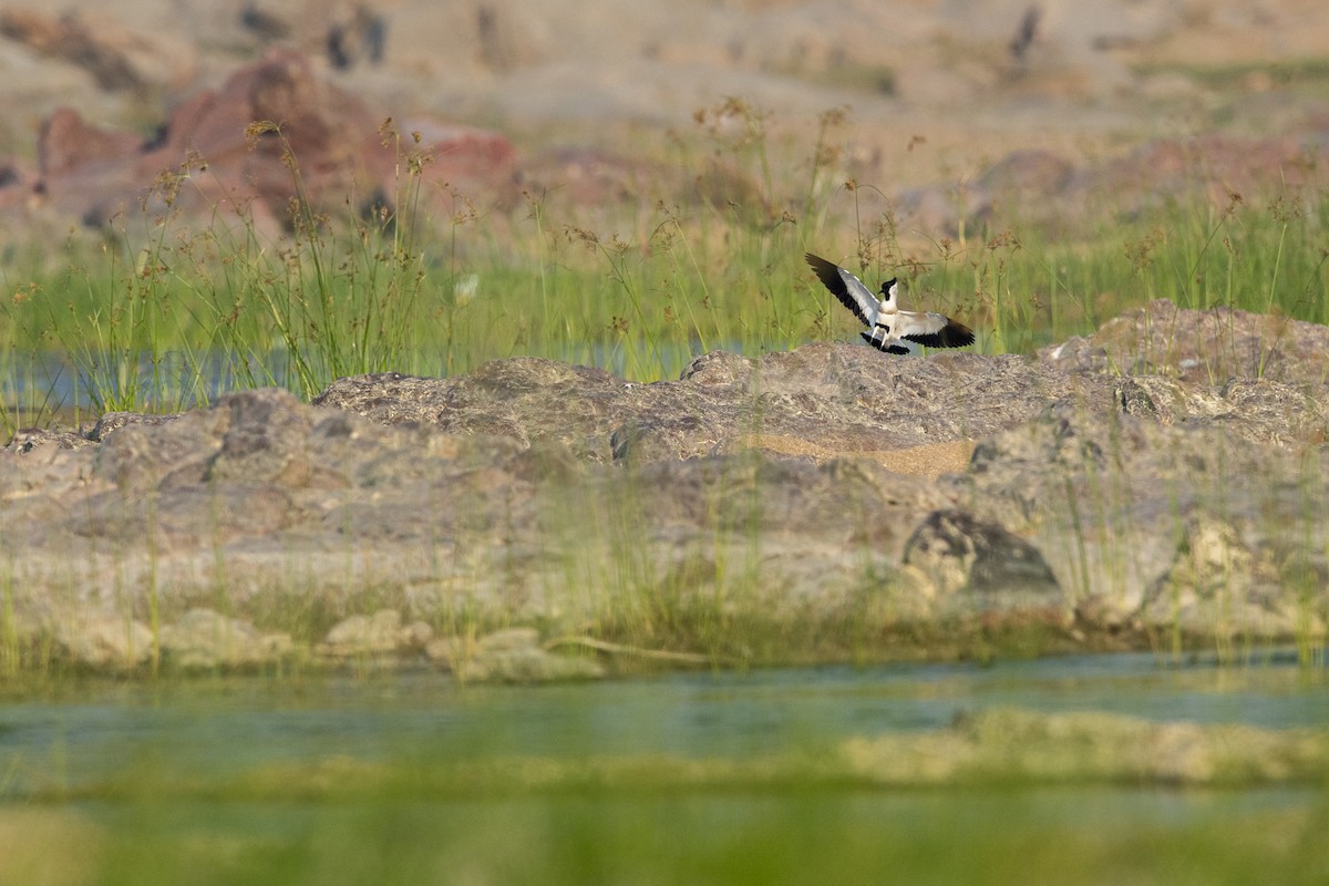 River Lapwing - ML394930001