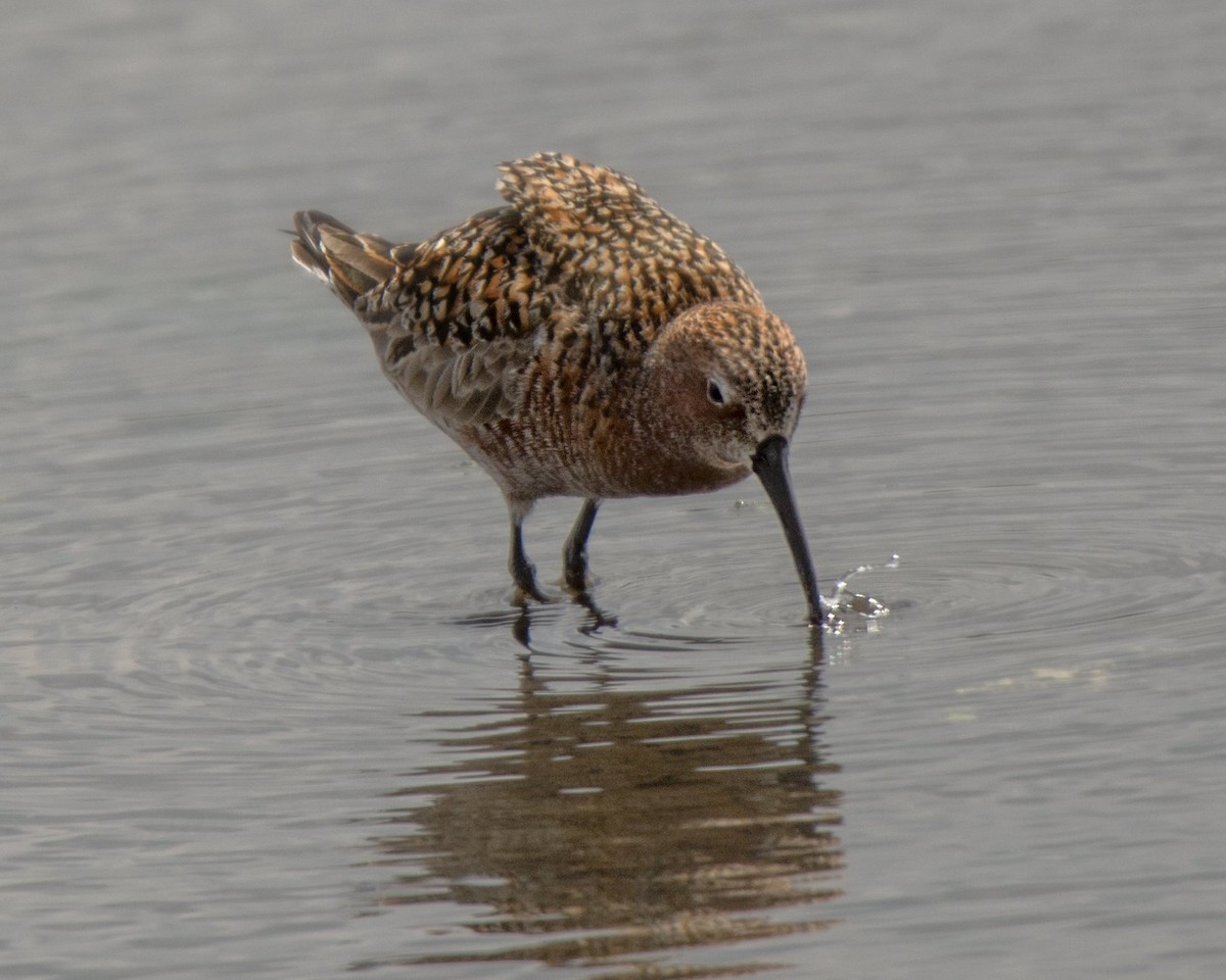 Curlew Sandpiper - tony carapella