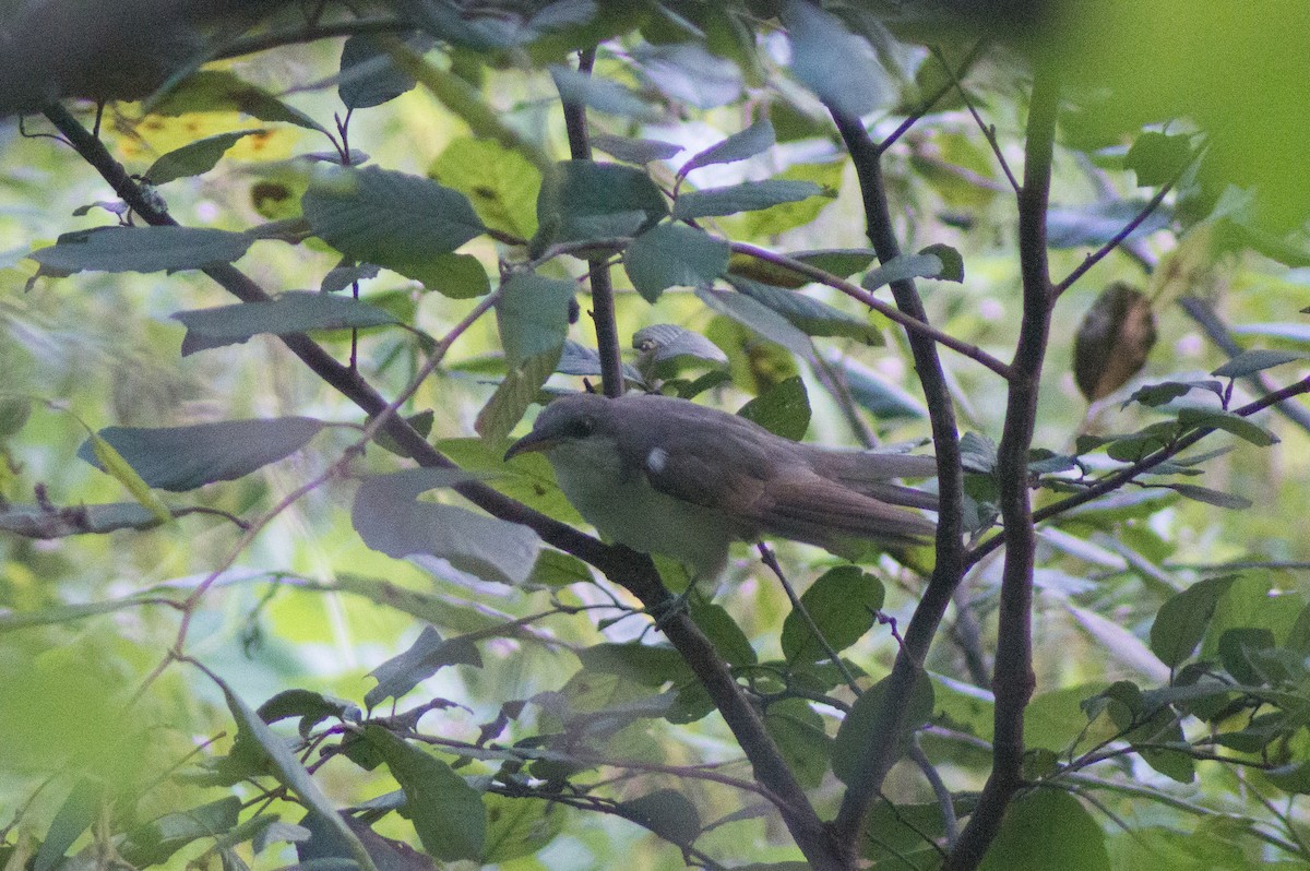 Yellow-billed Cuckoo - ML394930781