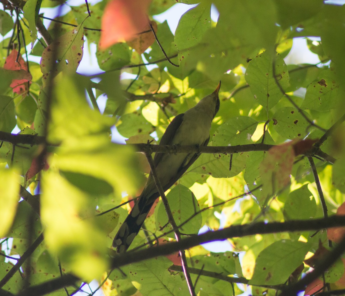 Yellow-billed Cuckoo - ML394930811