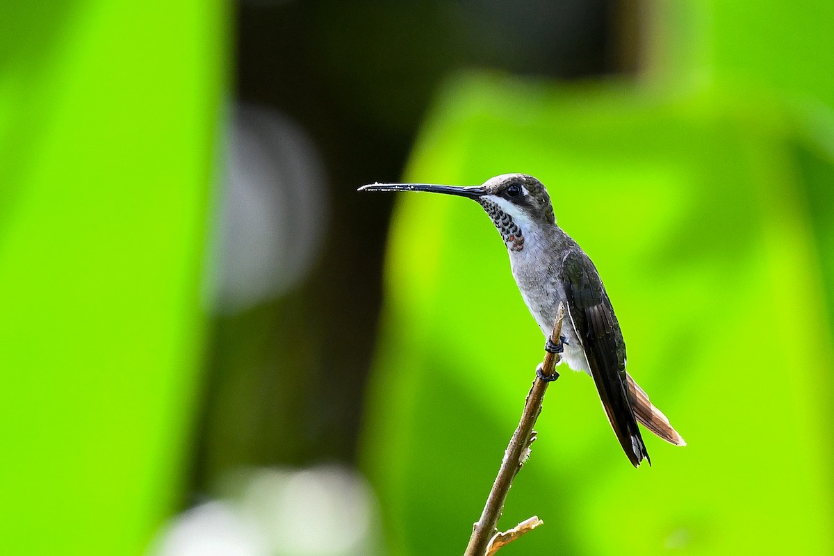 Plain-capped Starthroat - Bruce Miller