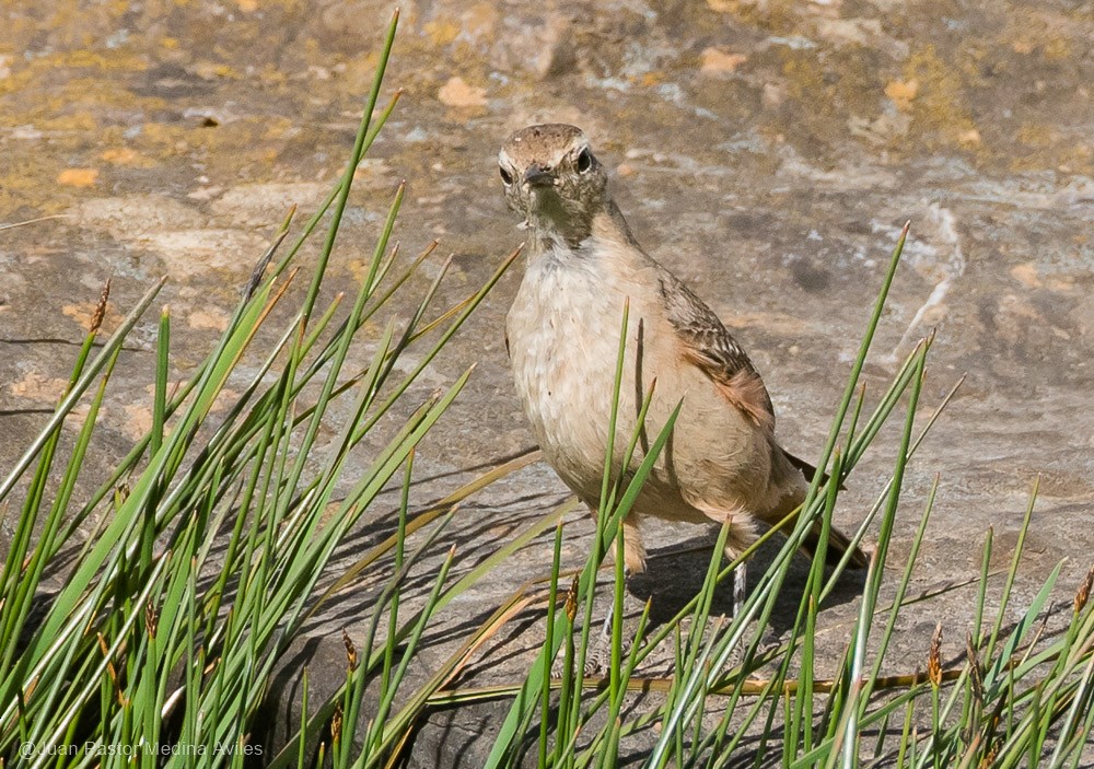 Rufous-banded Miner - Juan Pastor Medina Avilés