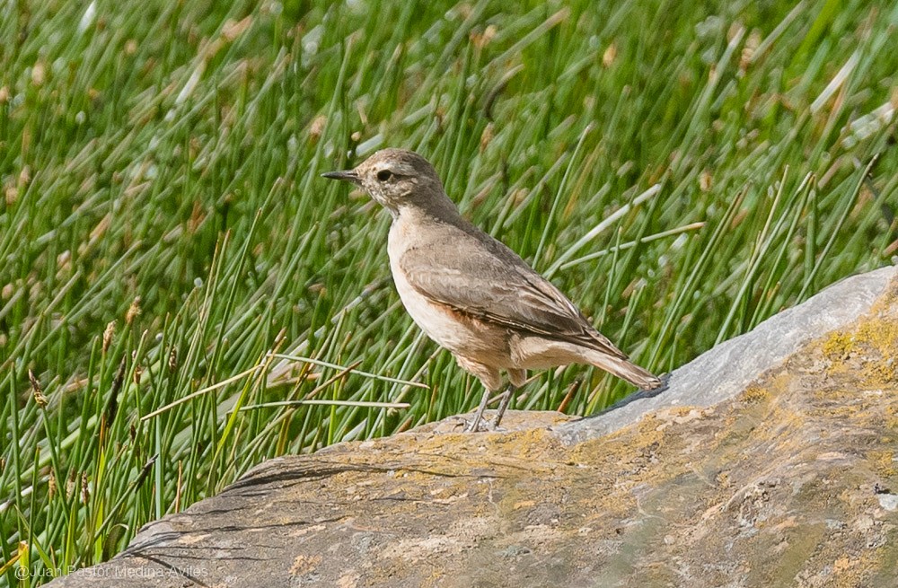 Rufous-banded Miner - Juan Pastor Medina Avilés