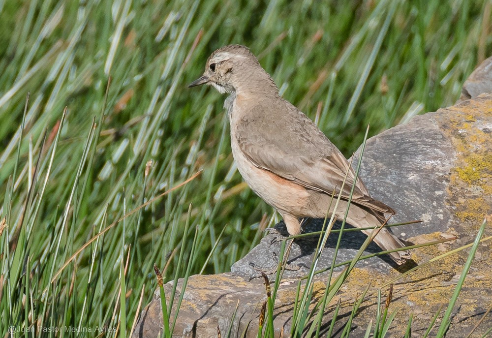 Géositte à ailes rousses - ML394932291