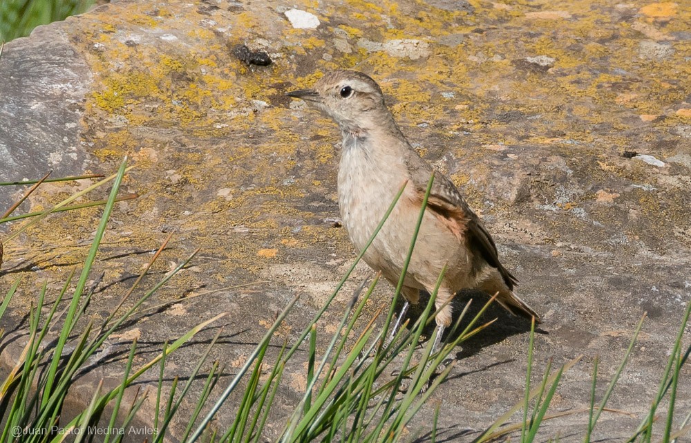 Rufous-banded Miner - Juan Pastor Medina Avilés