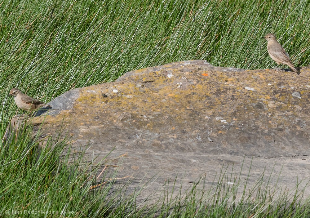 Géositte à ailes rousses - ML394932551