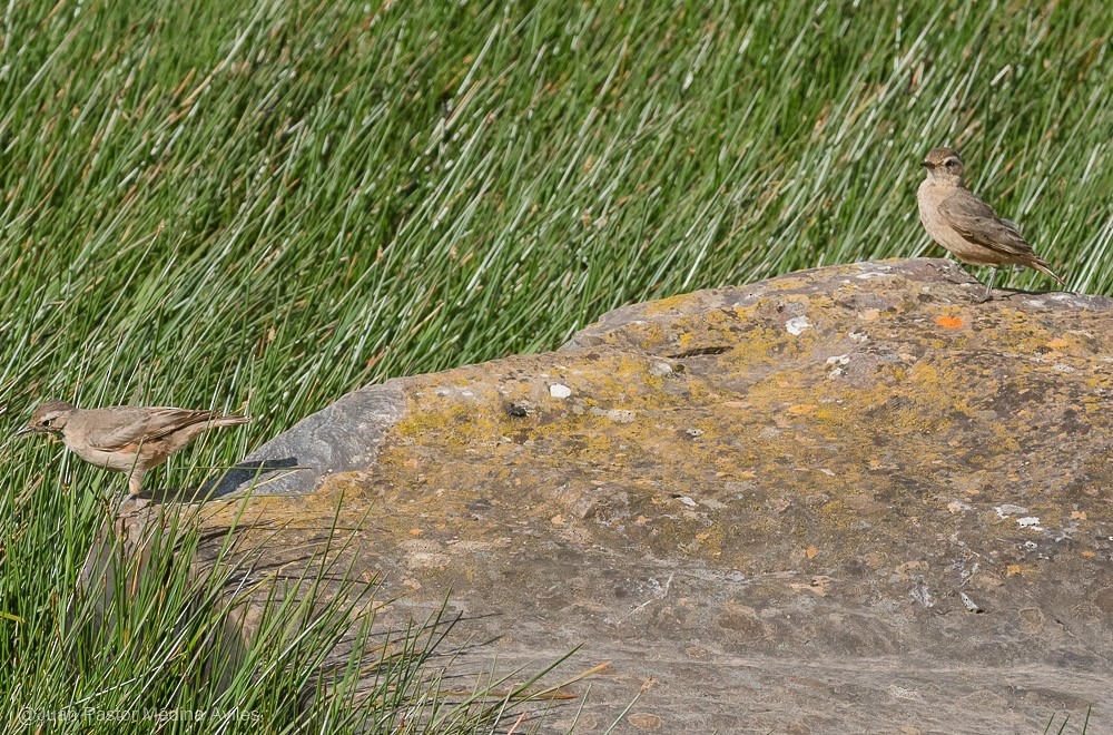 Géositte à ailes rousses - ML394932661