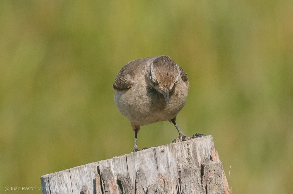 Géositte à ailes rousses - ML394932741