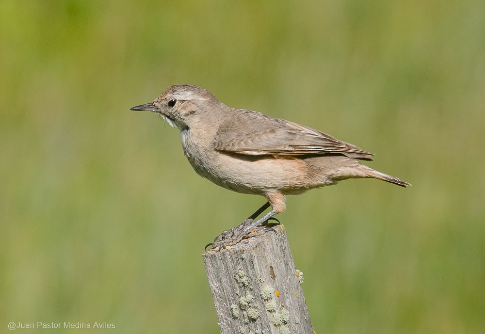 Rufous-banded Miner - Juan Pastor Medina Avilés