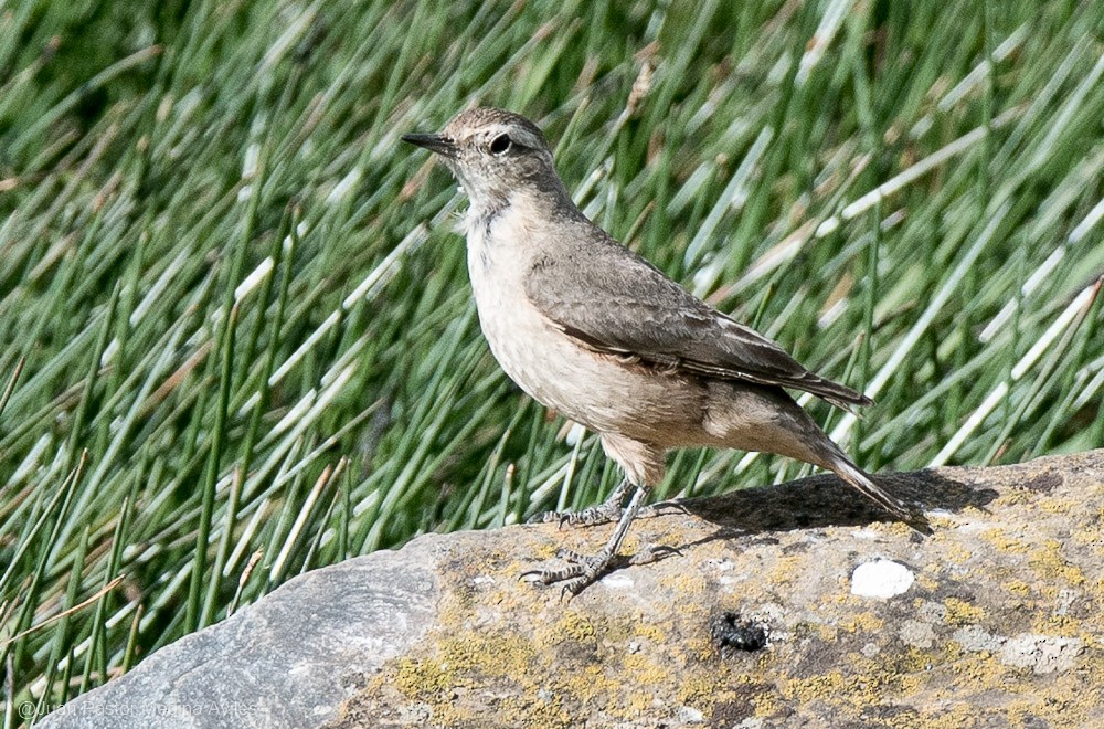 Géositte à ailes rousses - ML394932881