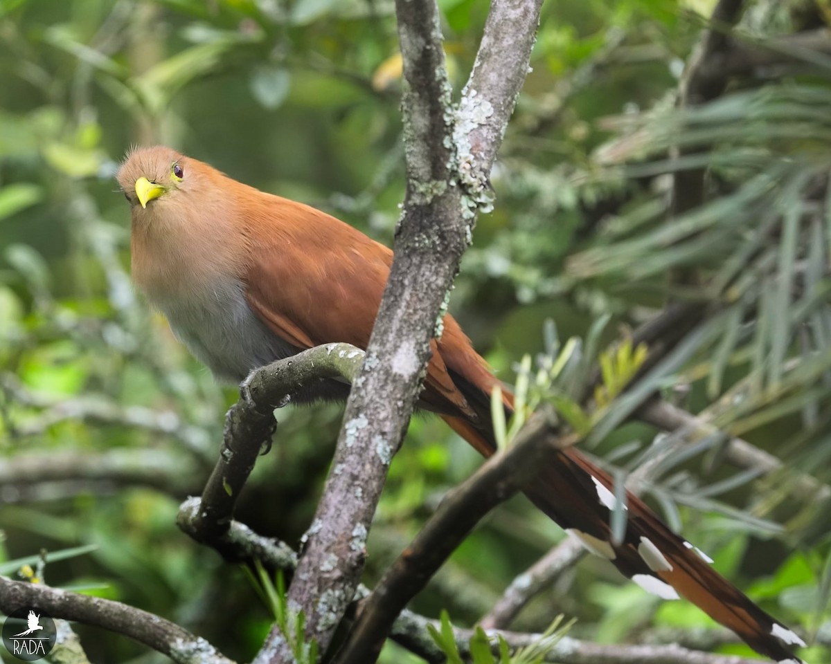 Squirrel Cuckoo - ML394933111