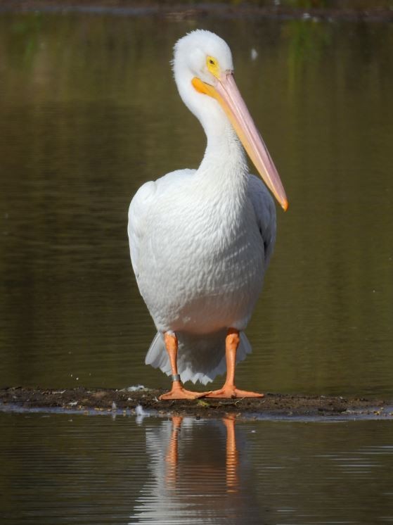 pelikán severoamerický - ML394934711