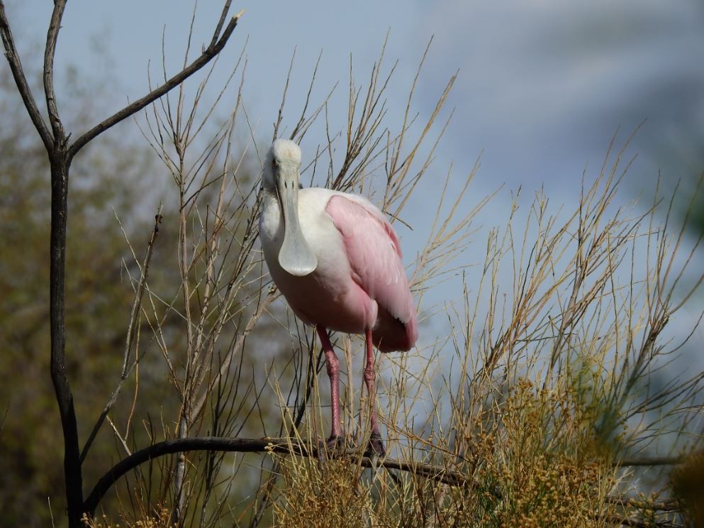 Roseate Spoonbill - ML394934781