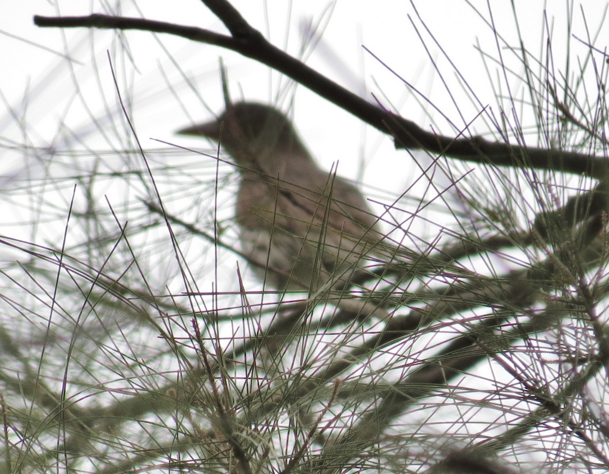 Olive-backed Oriole - ML394935061