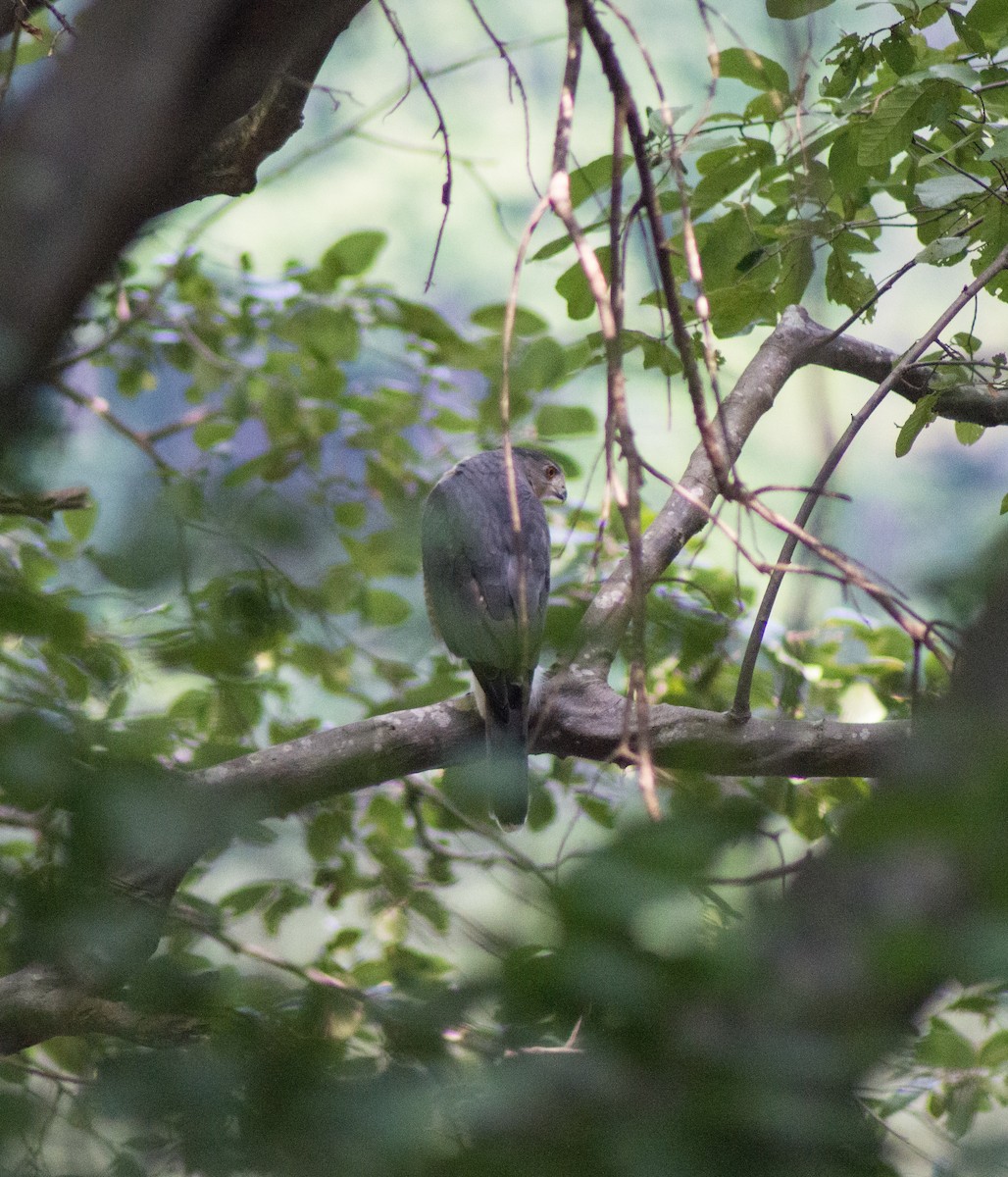 Cooper's Hawk - ML394935711