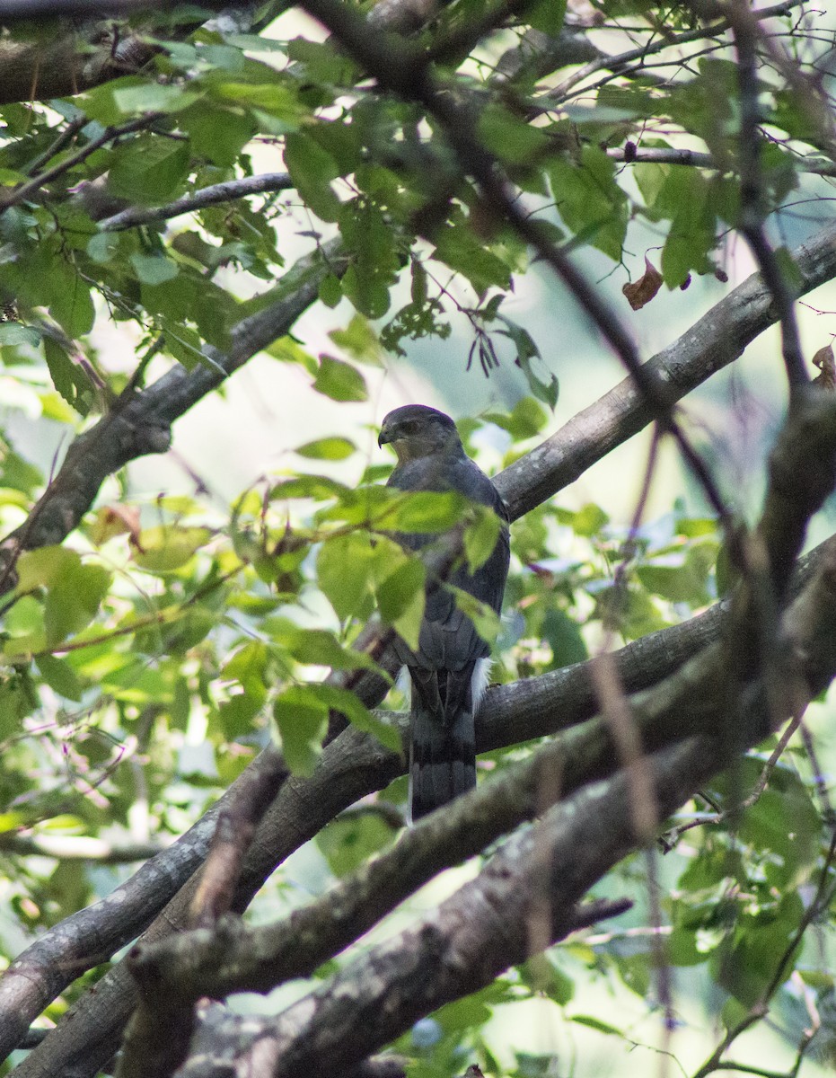 Cooper's Hawk - ML394935721