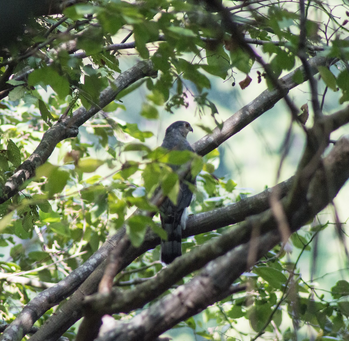 Cooper's Hawk - ML394935741