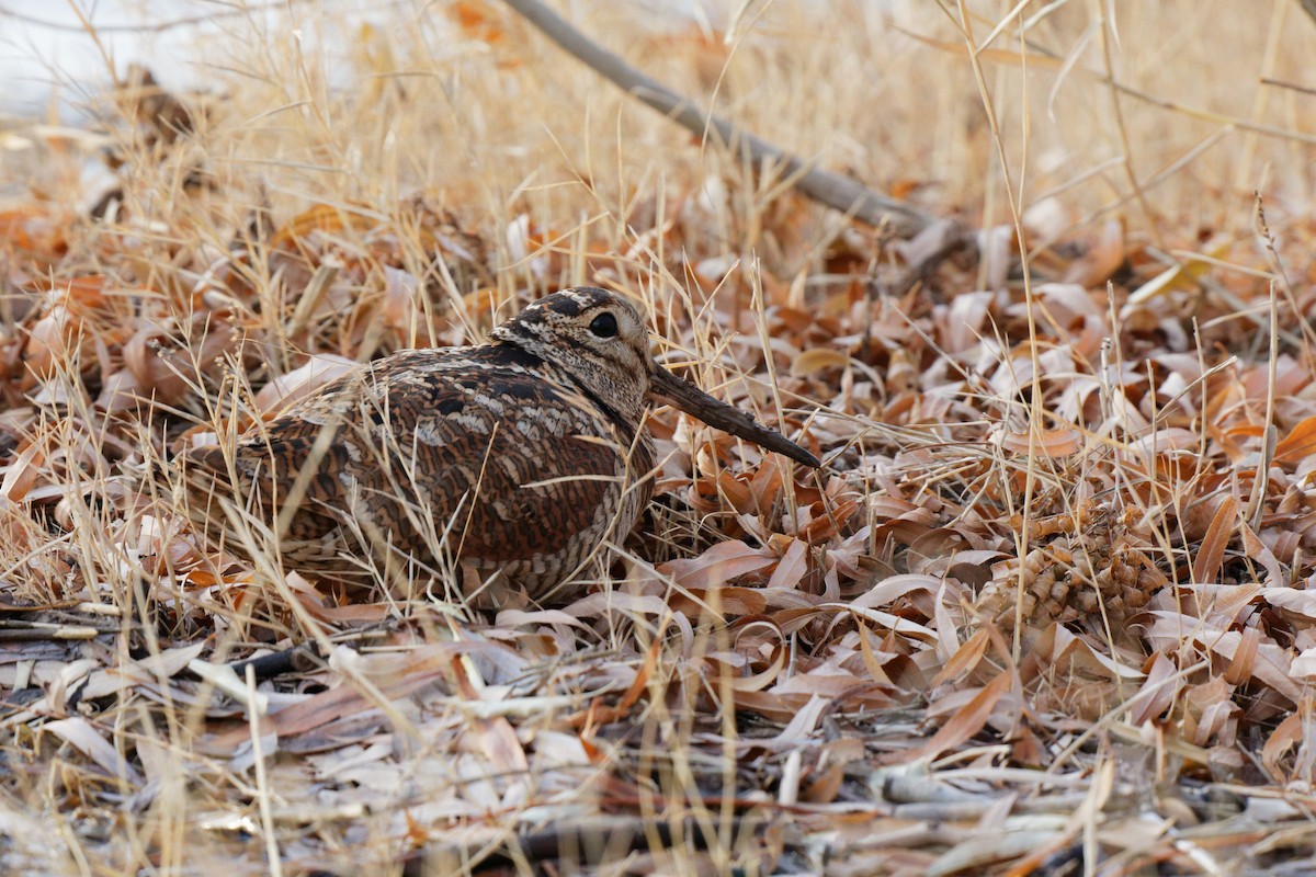 Eurasian Woodcock - ML394938021