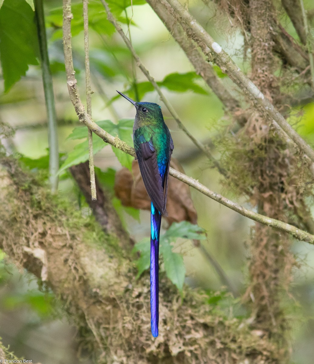 Violet-tailed Sylph - ML394938051