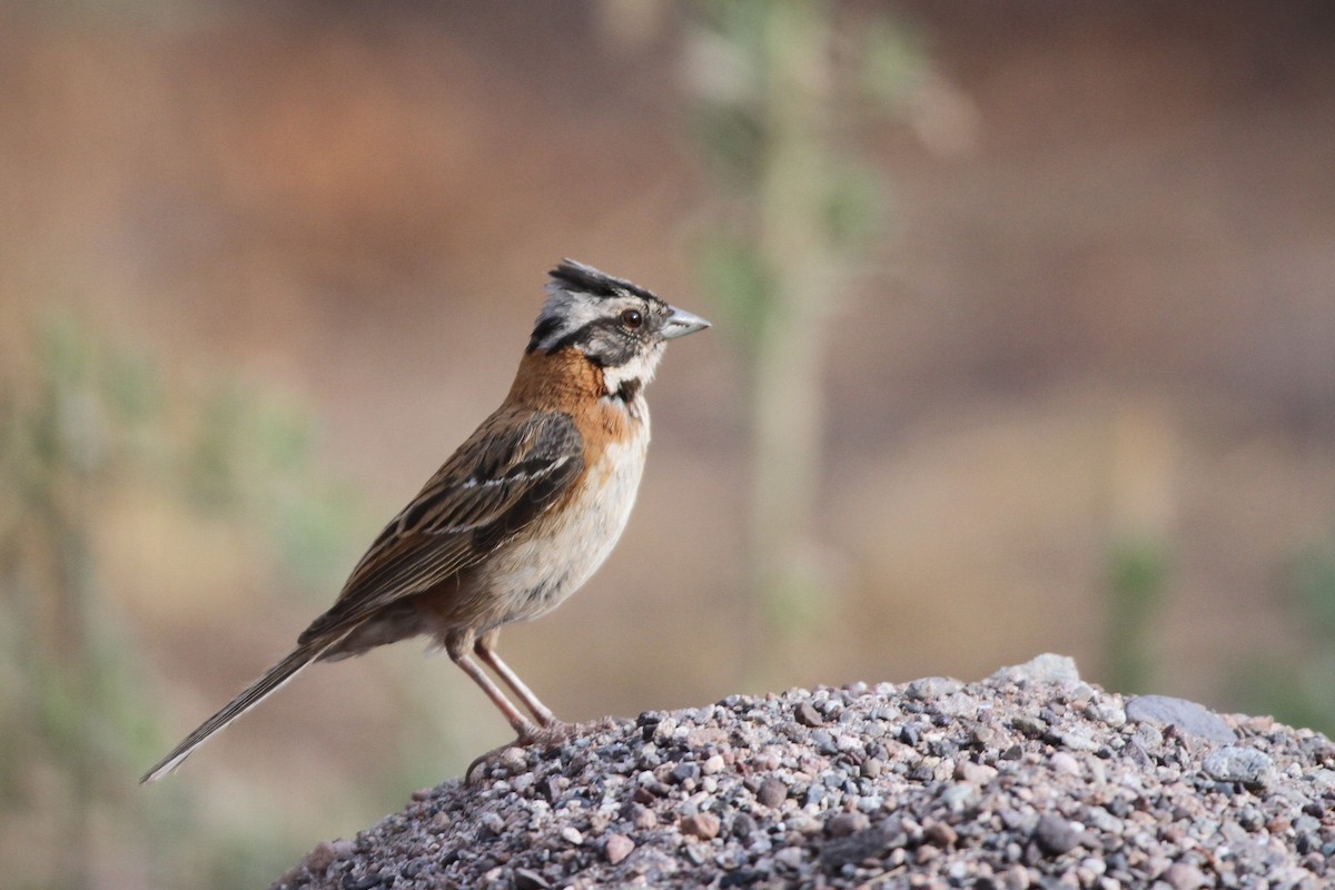 Rufous-collared Sparrow - John Pike