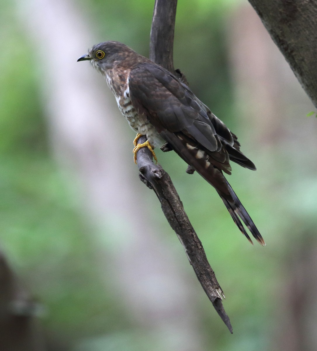 Common Hawk-Cuckoo - ML394938161