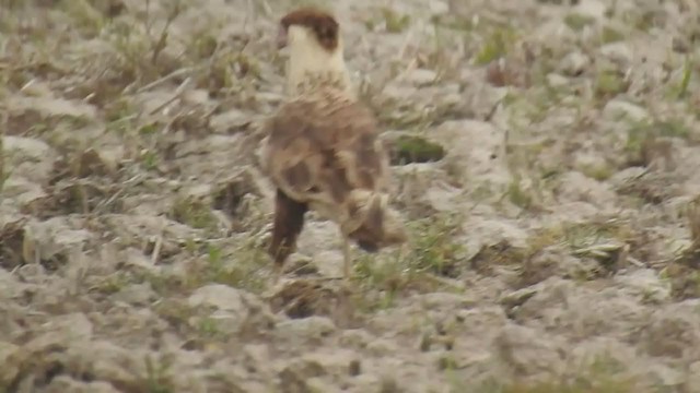 Caracara huppé (cheriway) - ML394938771