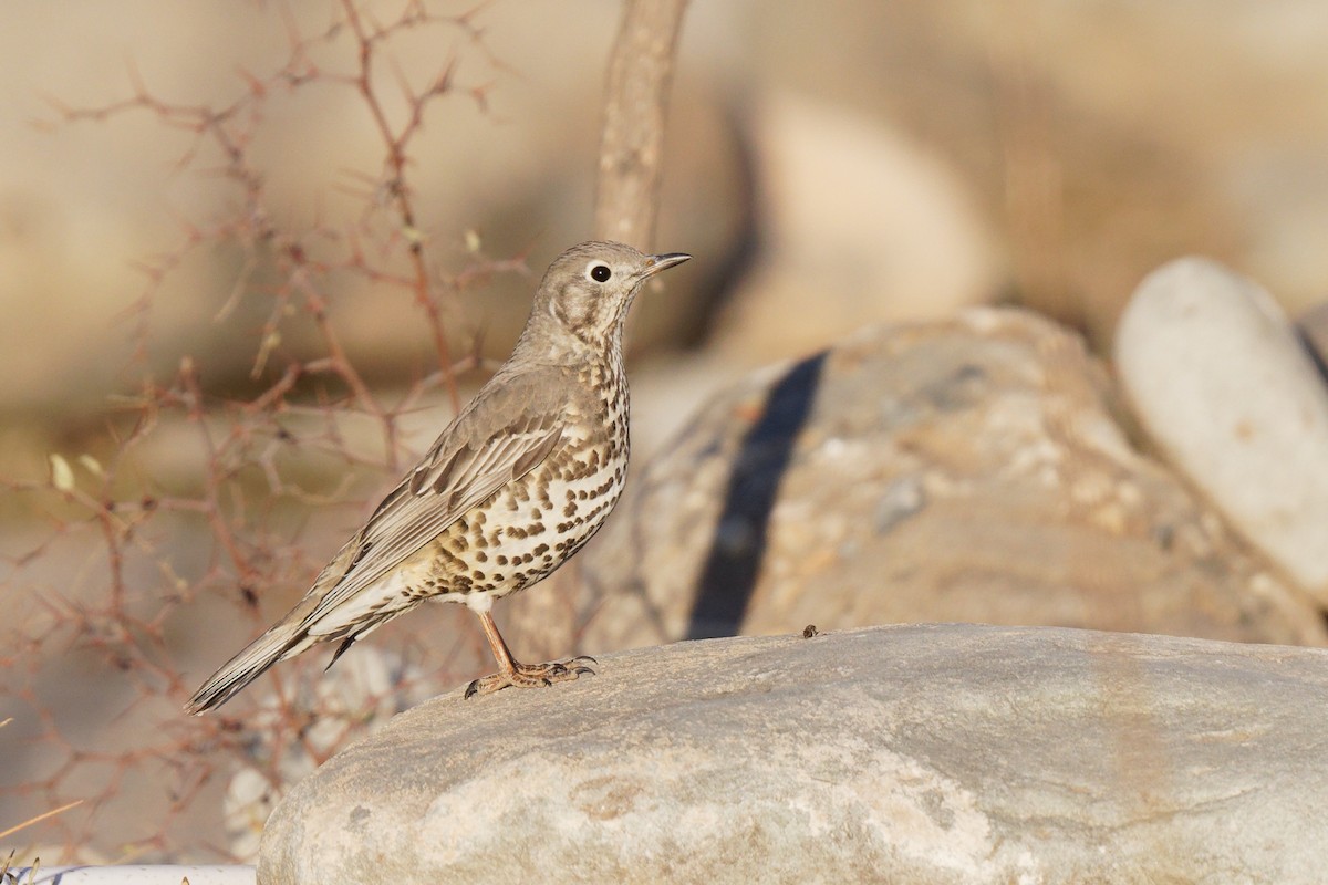 Mistle Thrush - ML394942701