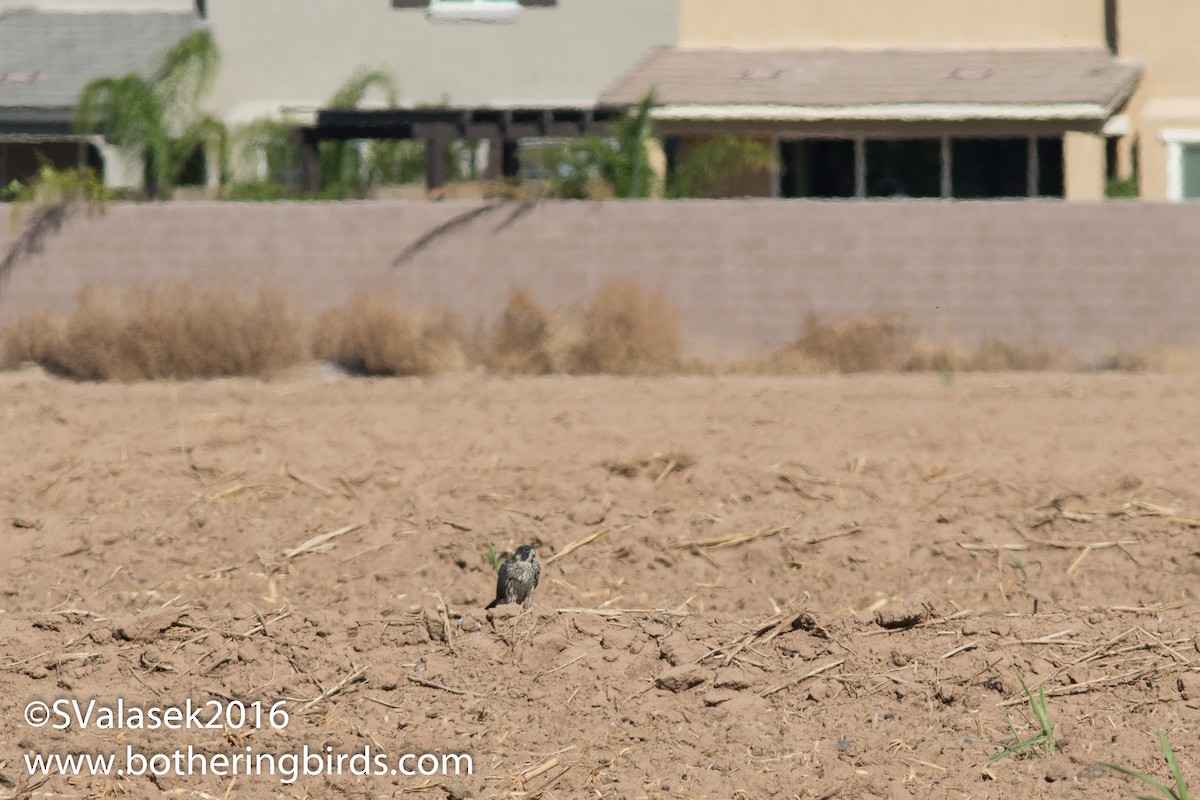 Peregrine Falcon - ML39494271