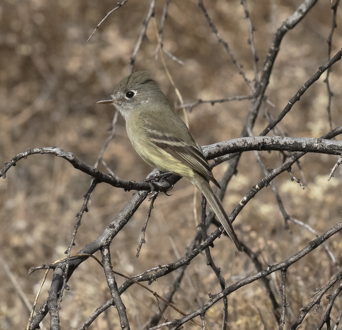 Dusky Flycatcher - ML394942811