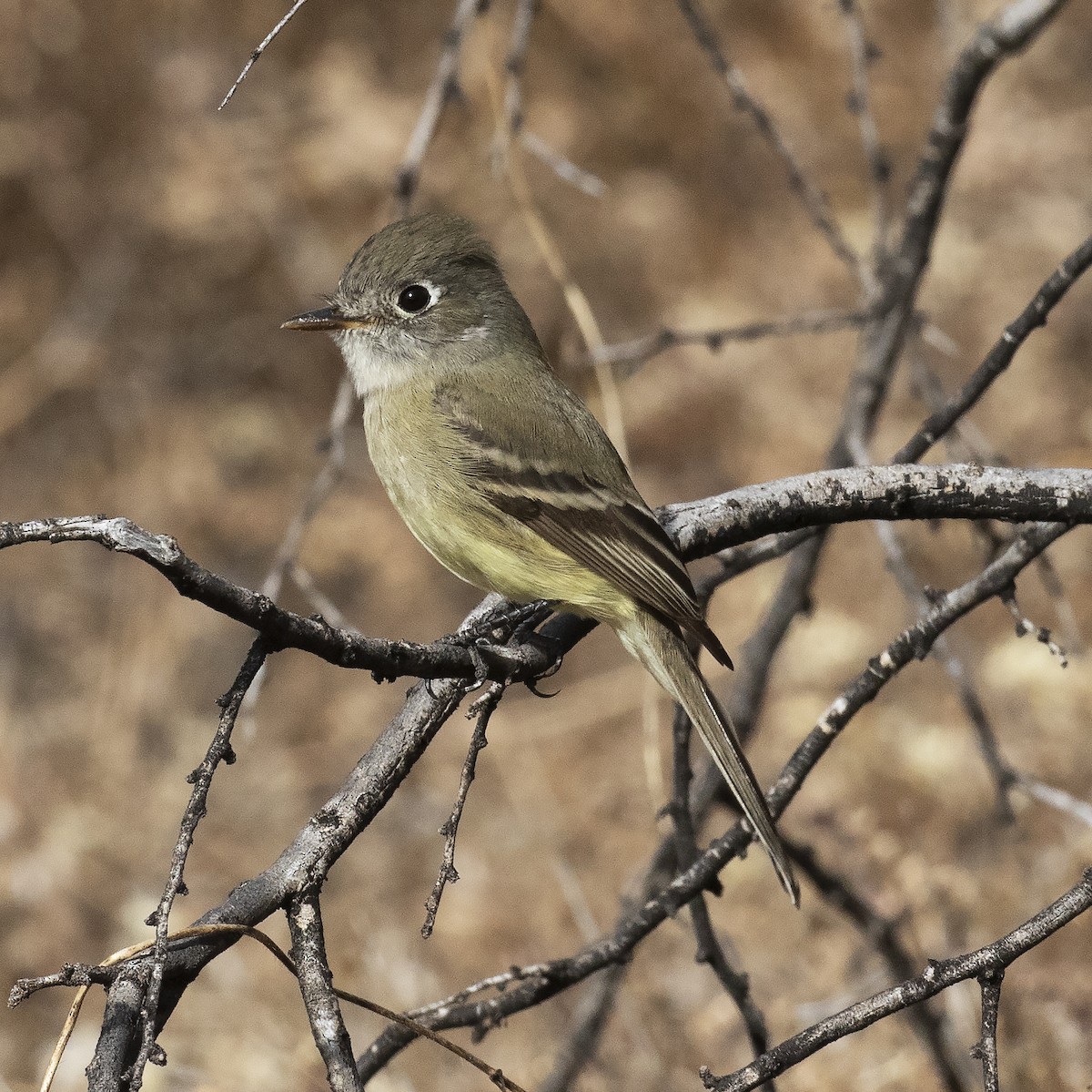 Dusky Flycatcher - ML394942841