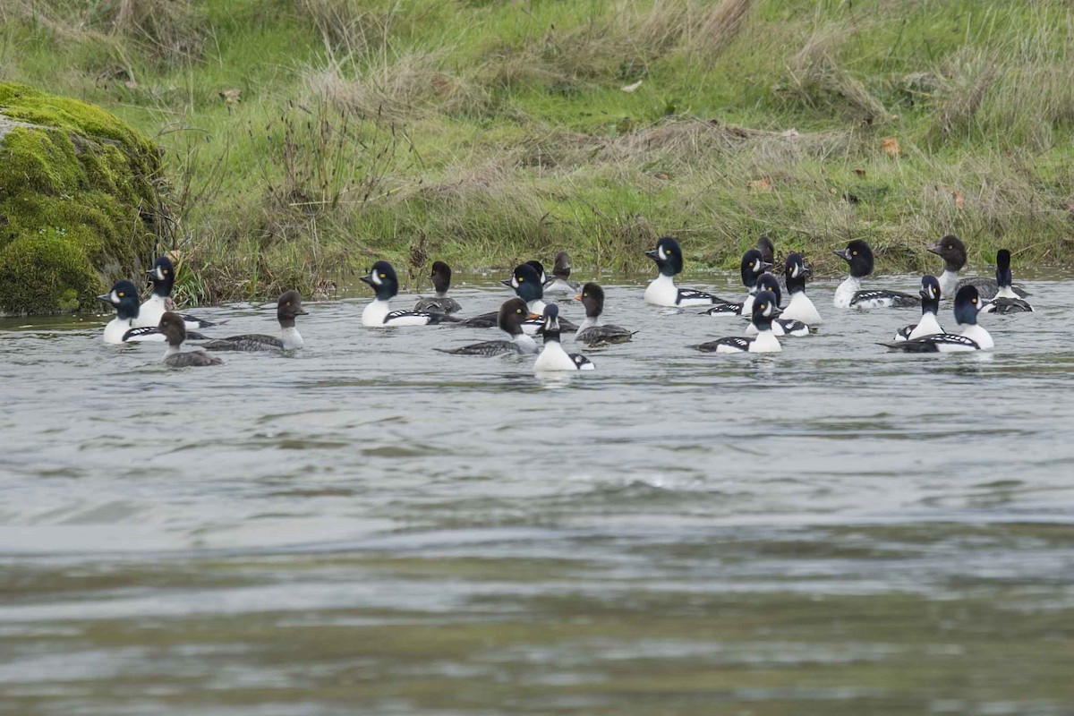 Barrow's Goldeneye - Ken Langelier