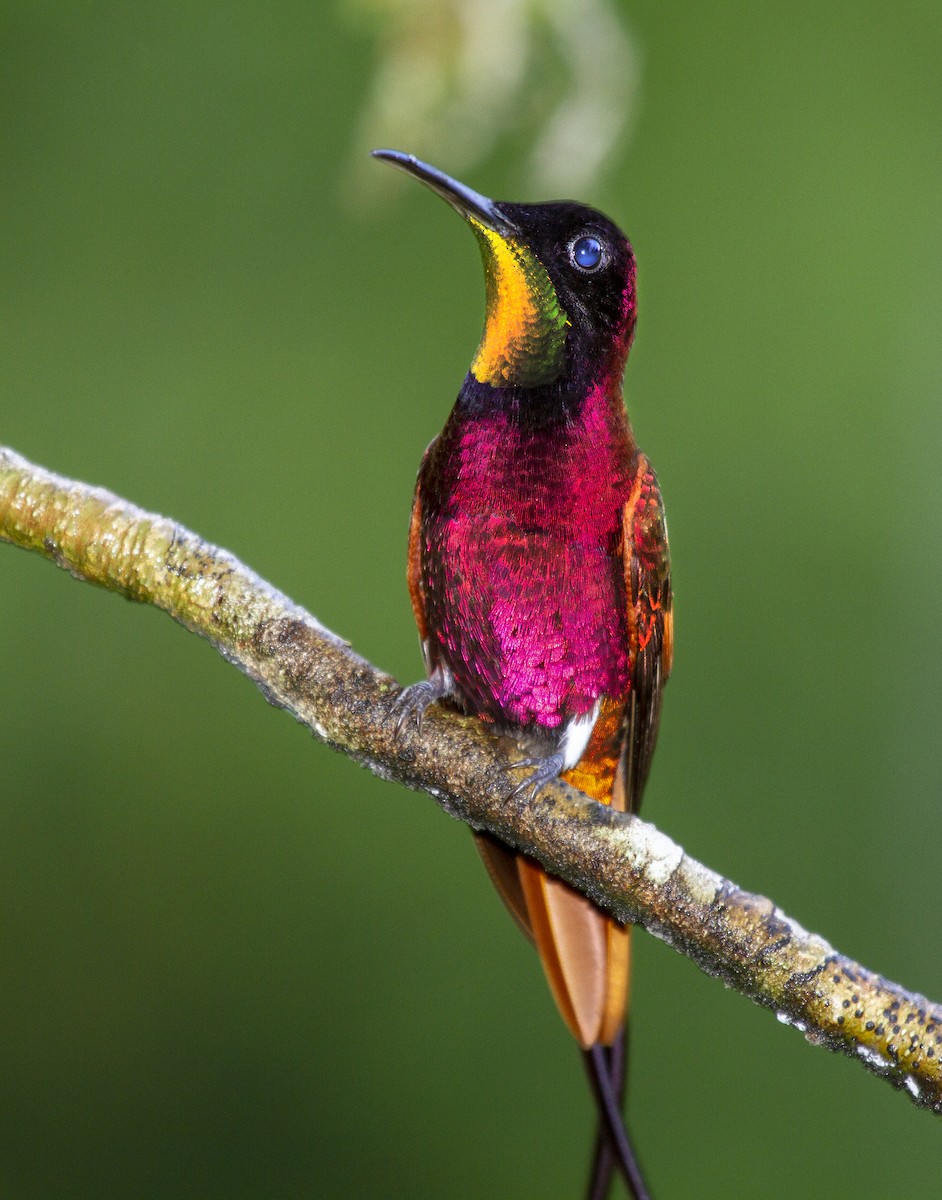 Colibrí Topacio - ML394944111