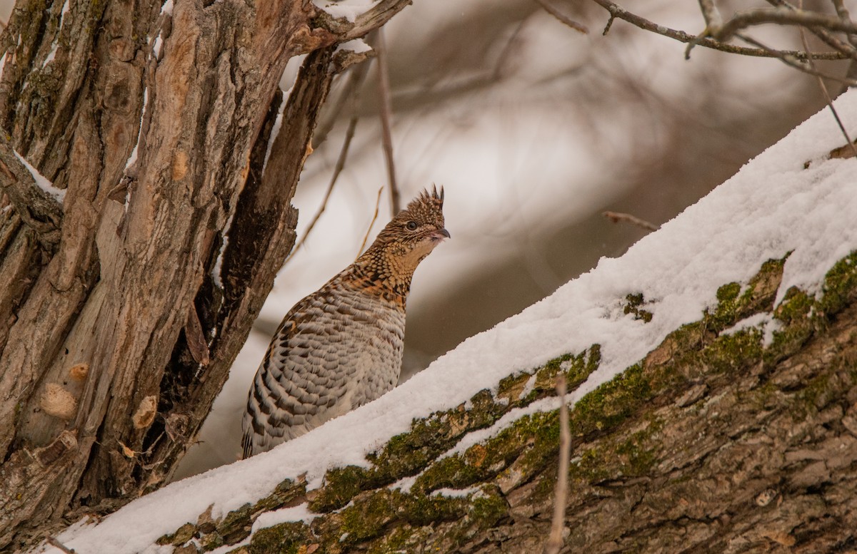 Ruffed Grouse - ML394944171