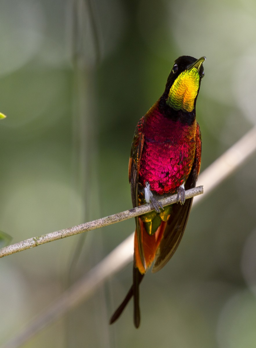 Crimson Topaz - javier mesa