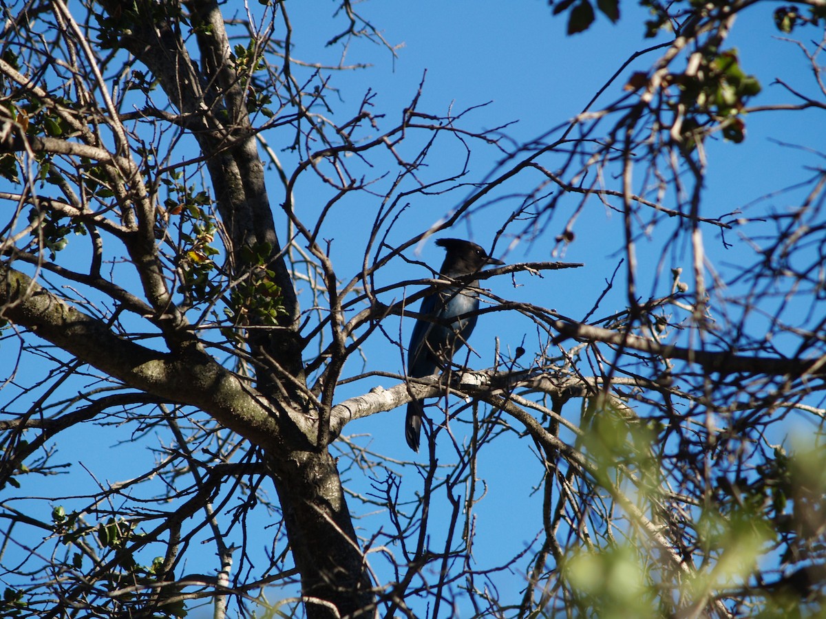 Steller's Jay - ML394945771