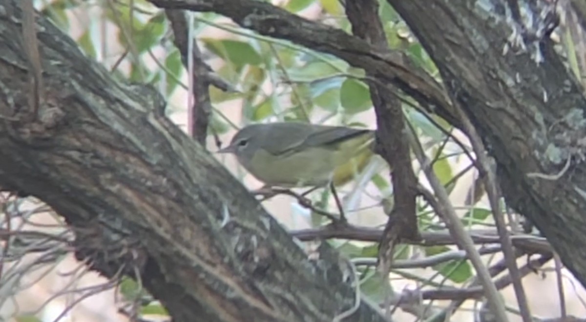 Orange-crowned Warbler - ML394946631