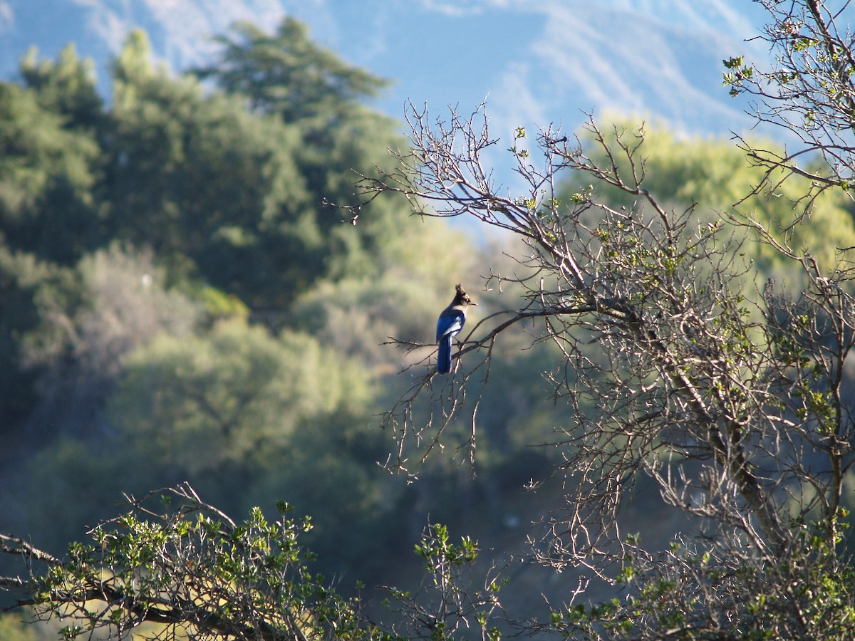 Steller's Jay - ML394948421