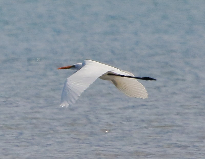 Great Egret - ML39494911