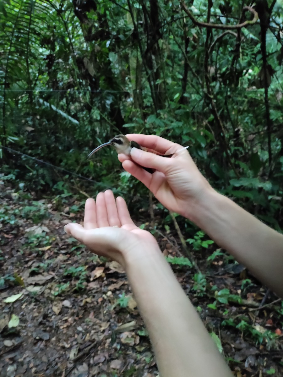 Long-billed Hermit - ML394949841