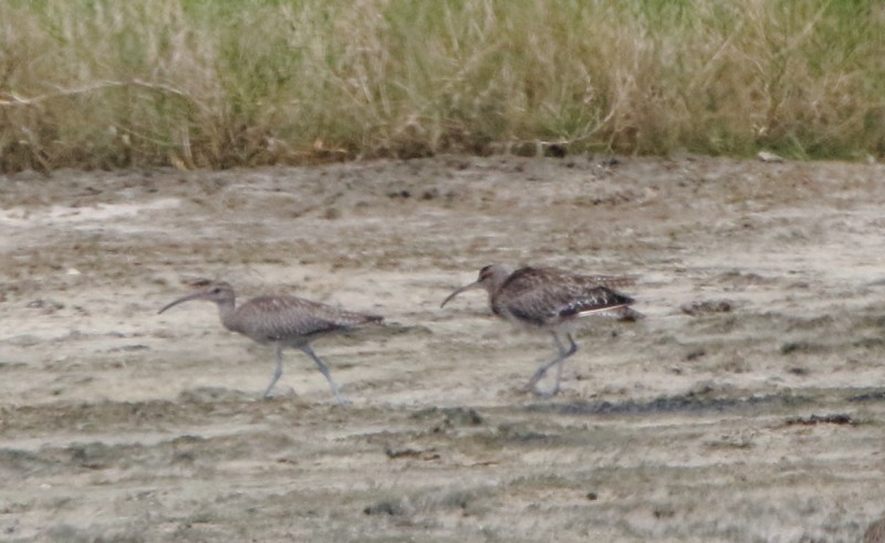 Whimbrel - Joseph Mancuso