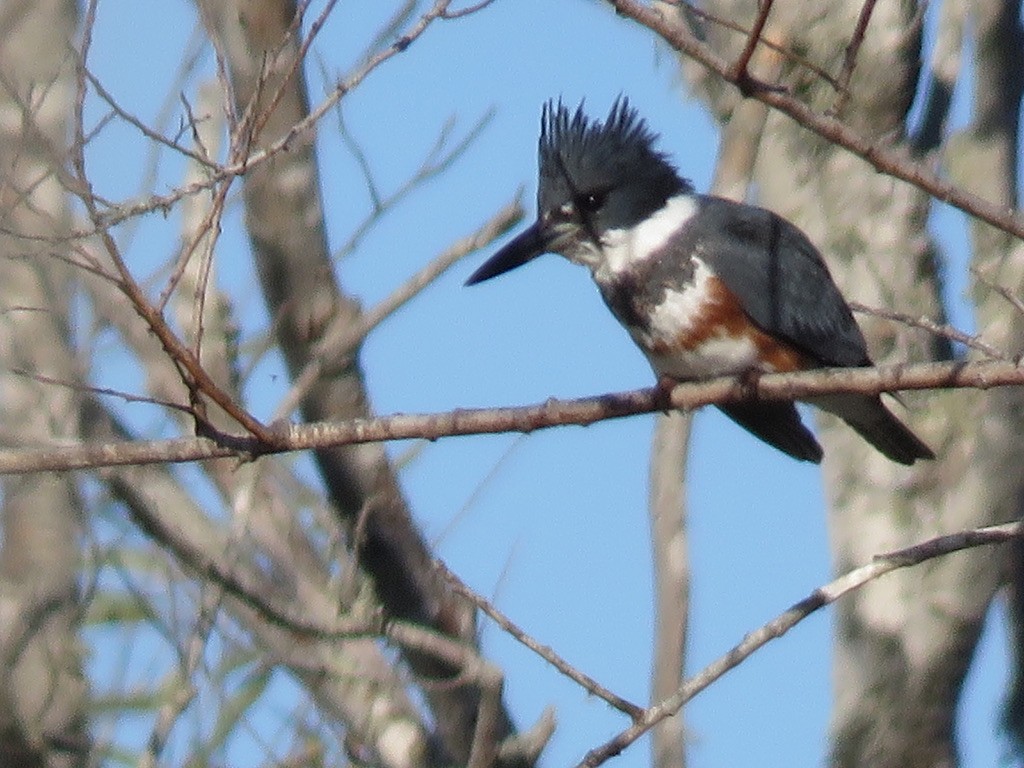 Belted Kingfisher - ML394950531