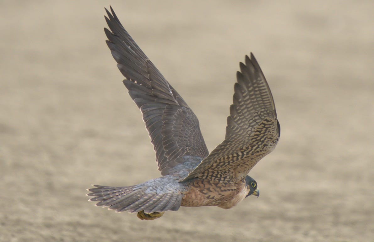 Peregrine Falcon (Shaheen) - Arun Nair