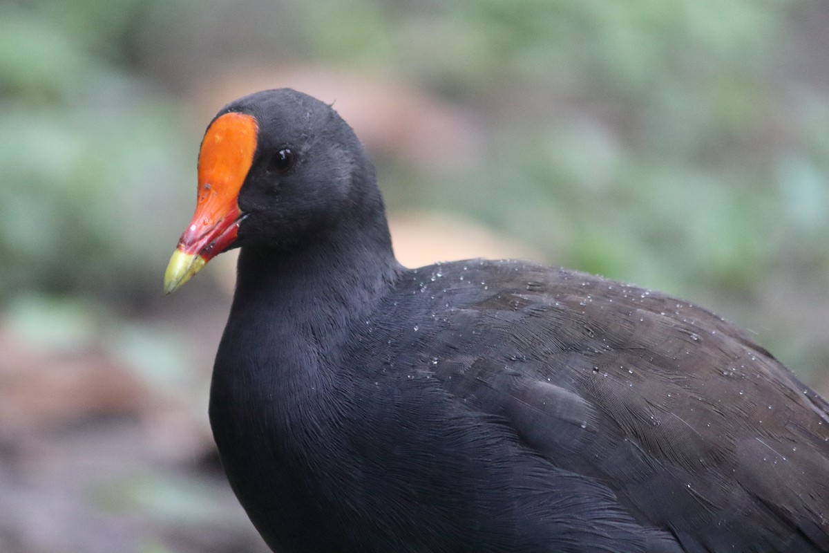 Dusky Moorhen - ML394951291