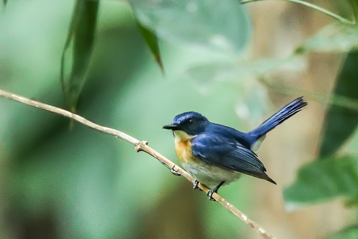 Palawan Blue Flycatcher - ML394951591