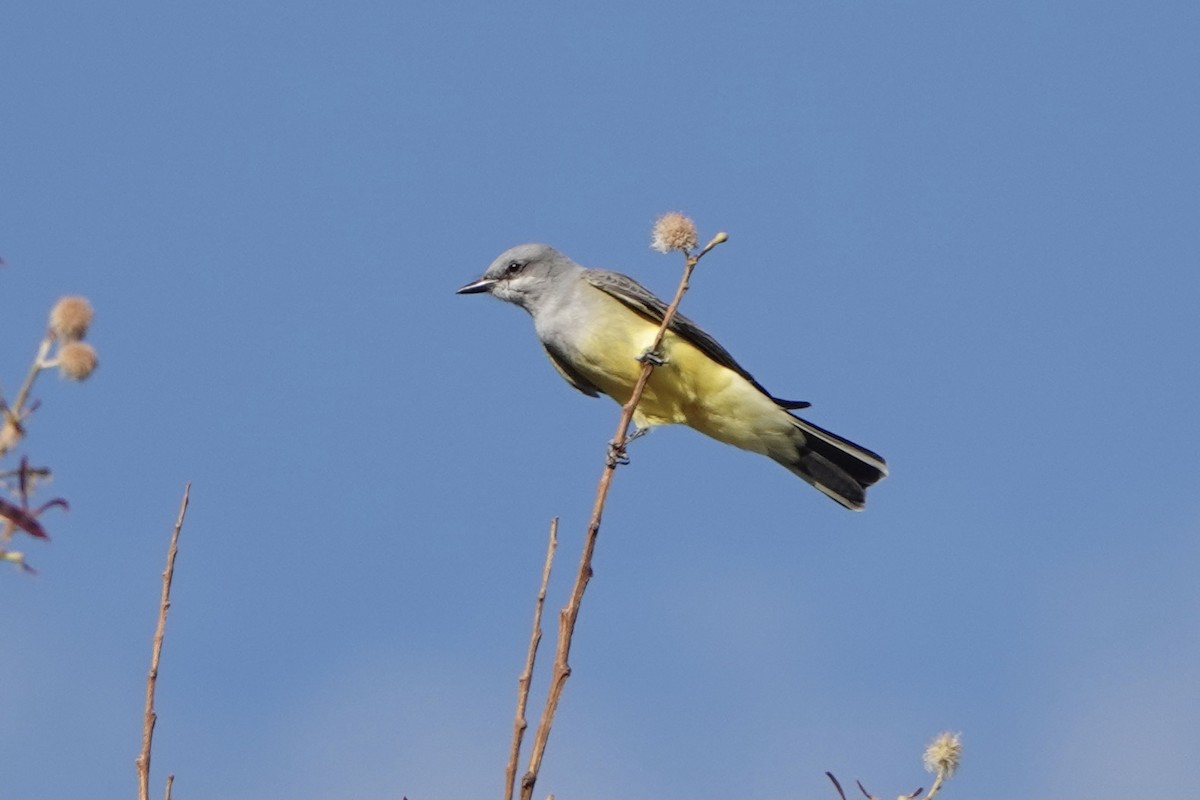 Schmalschnabel-Königstyrann - ML394952581