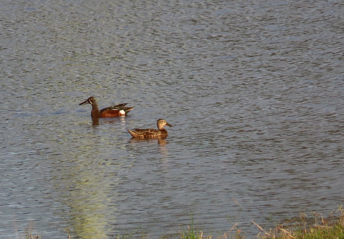 Australasian Shoveler - ML394956661