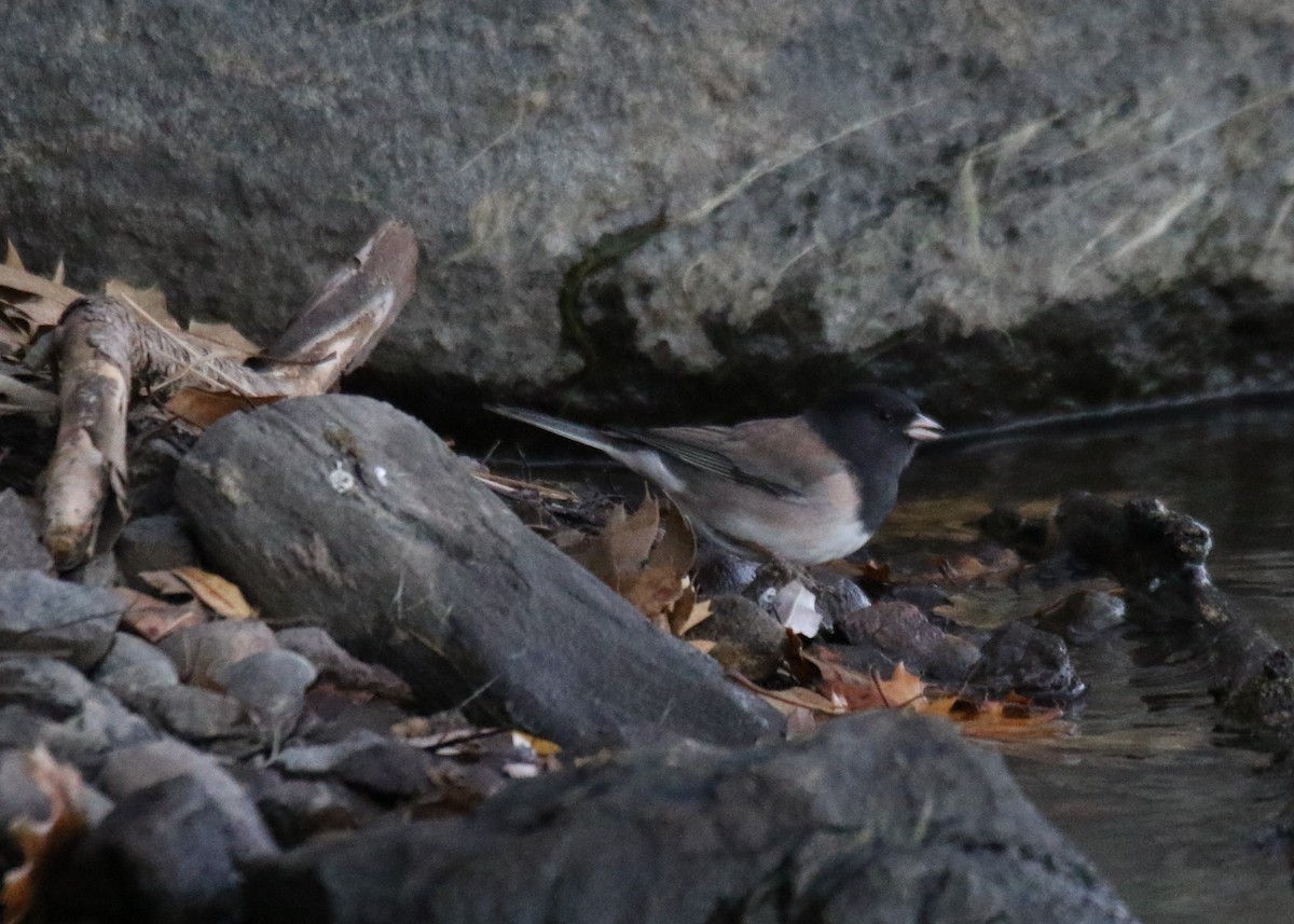 Dark-eyed Junco (Oregon) - ML394956671