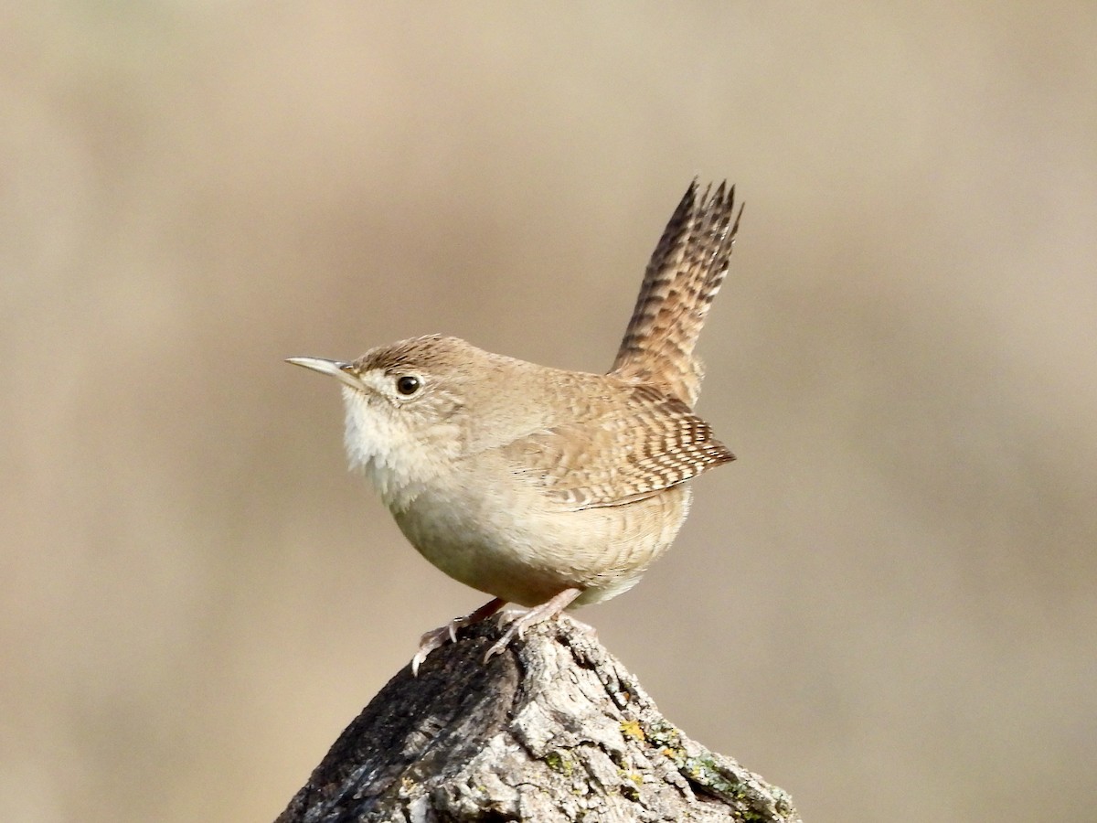 House Wren - ML394957831